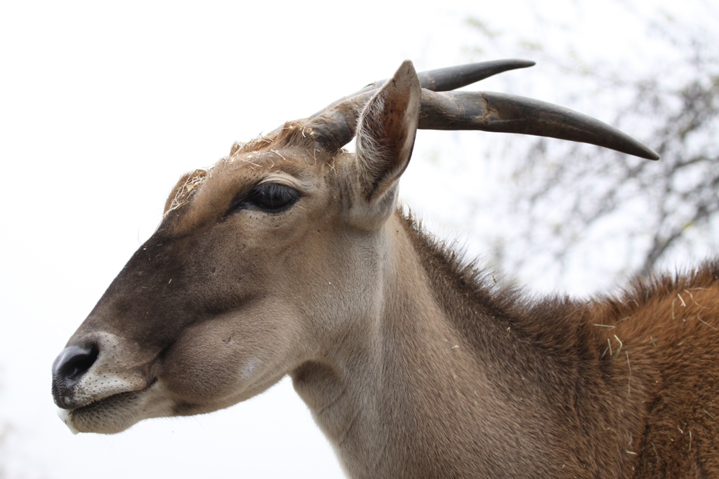 Antilope alcina - Common eland